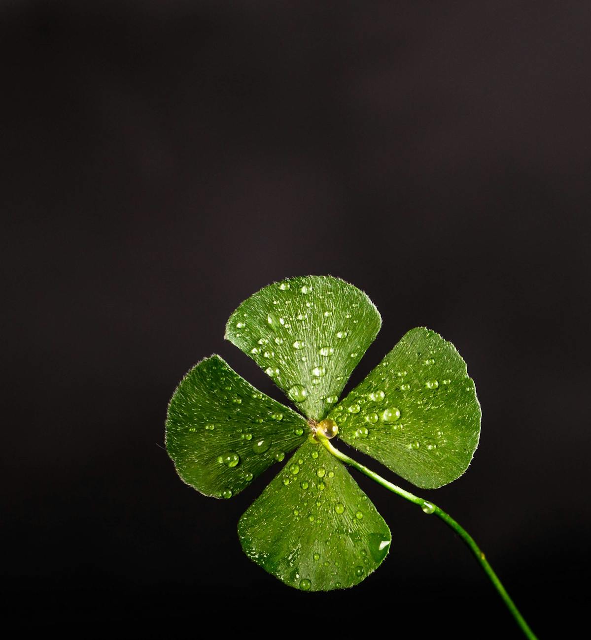 The Accidental Discovery: When Luck Beats Strategy
